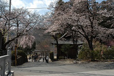 放光寺の桜1