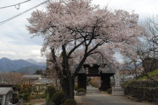 放光寺の桜2