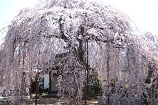 周林禅寺の桜2