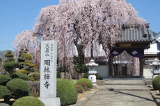 周林禅寺の桜3