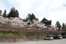 大善寺の桜3