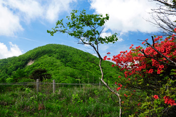 湯の沢峠のお花畑