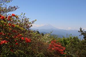 ヤマツツジと富士山