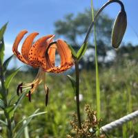 大蔵高丸とハマイバ丸周辺に咲く山野草