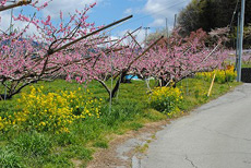 塩山桃源郷の桃の花の画像