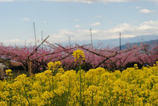 塩山桃源郷の桃の花2