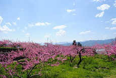 塩山桃源郷の桃の花3