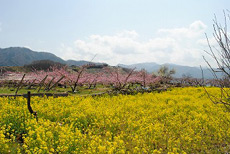 勝沼・塩山南の桃の花1