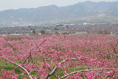 勝沼・塩山南の桃の花2