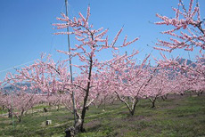 勝沼・塩山南の桃の花3