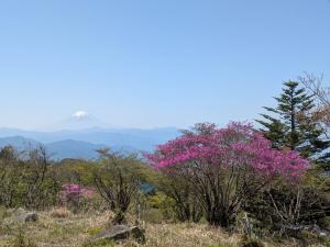 富士山とミツバツツジ