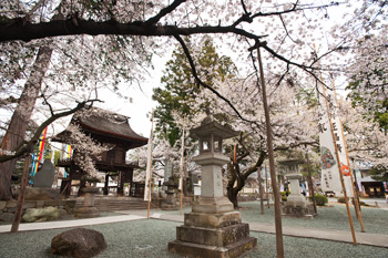 恵林寺の桜1