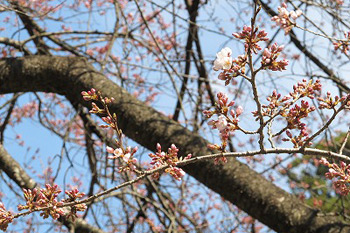 恵林寺の桜2