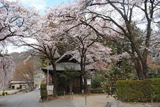 放光寺の桜3