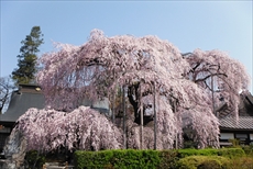 慈雲寺の桜1