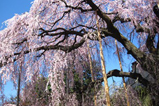 慈雲寺の桜2