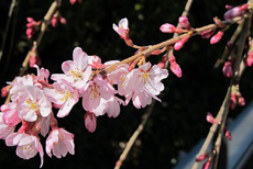 慈雲寺の桜3