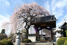 周林禅寺の桜1