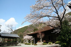 大善寺の桜1