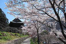 大善寺の桜2