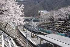 甲斐大和駅周辺の桜1