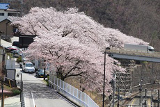 甲斐大和駅周辺の桜2