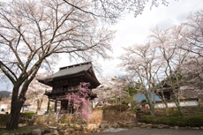 景徳院の桜1