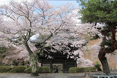 景徳院の桜2