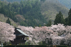 景徳院の桜3