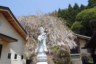 栖雲寺の桜の画像