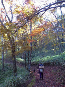 上日川峠（大菩薩）の紅葉4