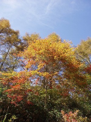 柳沢峠付近の紅葉2