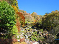 栖雲寺・巨石庭園の紅葉1