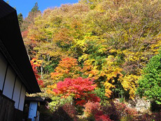 栖雲寺・巨石庭園の紅葉3