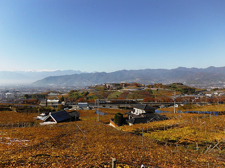 勝沼のぶどう畑の紅葉1