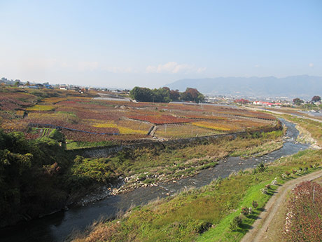 勝沼のぶどう畑の紅葉3