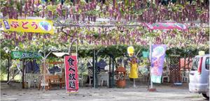 ぶどう狩りパークランド坂本園