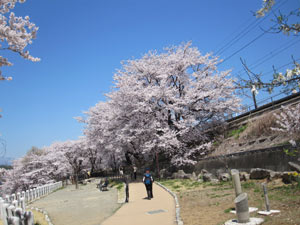 甚六桜（じんろくざくら）の画像