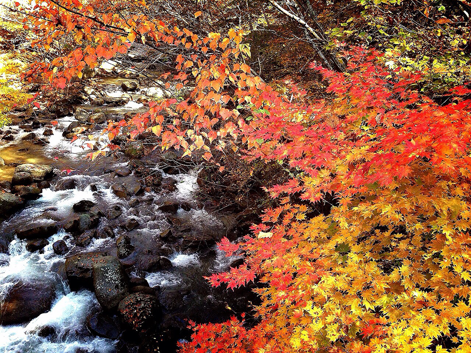 竜門峡の紅葉