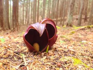 玉宮ザゼン草群生地