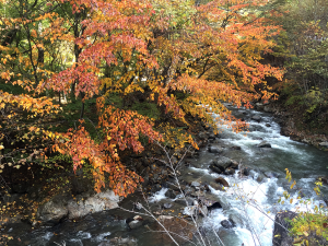 竜門峡の紅葉2