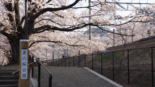 甚六桜公園の桜