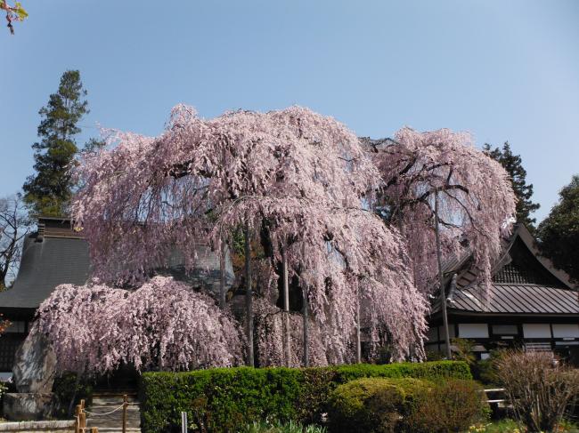 慈雲寺の「イトザクラ」