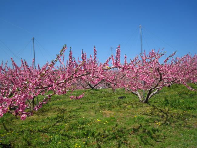 桃の花2