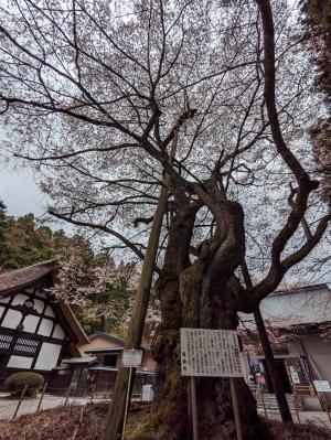 雲峰寺のエドヒガンザクラ