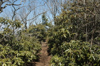 シャクナゲの生い茂る登山道