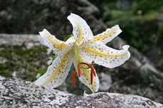 栖雲寺のやまゆりの画像2