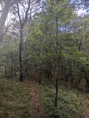 林の中の道
