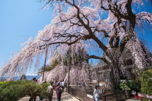 慈雲寺しだれ桜