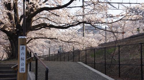 甚六桜公園